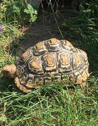Pantherschildkröte leon sucht ein neues zuhause. Pantherschildkroten Geochelone Pardalis Babcocki Landschildkroeten De