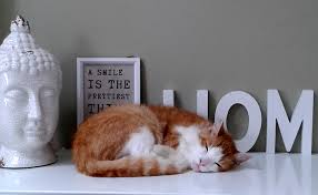 L'amour c'est comme les maths : Chat En Appartement 10 Conseils Pour Qu Il Soit Heureux Et Bien L Eduquer