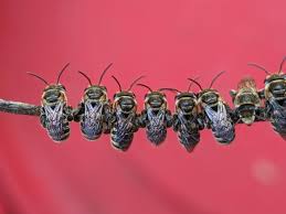 Image result for Lipotriche