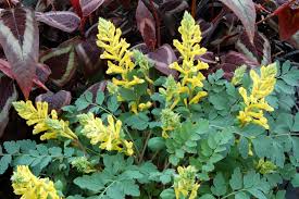 Image result for Corydalis