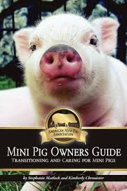Using a regular blow dryer, place your guinea pig on a secure surface, such as a bathroom counter, and dry their fur using the lowest available setting. Pot Bellied Pet Pigs Mini Pig Care And Training 1st Edition Buy Online In United Arab Emirates At Desertcart Ae Productid 10207404