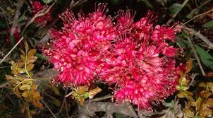 Image result for Schotia capitata