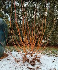 Salix x 'americana a frequently used willow for items requiring heavier wood such as rustic furniture and. Out Of The Ordinary Picks For Mid Atlantic Winter Containers Finegardening