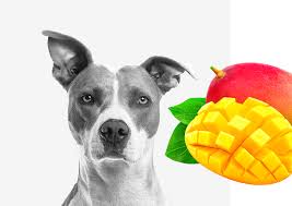 (more on this later) many health benefits. Can Dogs Eat Mango Read Our Guide Crank Hound