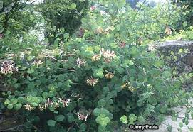 Also known as the white christmas bush and snows of kilimanjaro, this lovely shrub produces delicate, white flowers with a sweet fragrance. Winter Honeysuckle A Profile Of A Shrub Howstuffworks