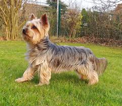 Yorkshire terrier breed guides are your source for yorkshire terrier photos, profiles and information about the yorkshire terrier breed. Yorkshire Terrier Wikipedia