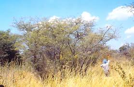 Image result for Acacia hebeclada