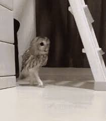 This owl owner decided to educate the public on a common misconception. White Owl Gifs Tenor