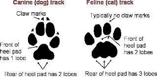 We did not find results for: 28 Best Ideas Tattoo Cat Paw Print Tat Cat Paw Print Tattoo Cat Paw Print Cat And Dog Tattoo