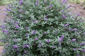 We did not find results for: Butterfly Bush Care And Maintenance Garden Mandy