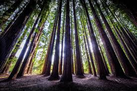Check spelling or type a new query. Redwood Forest Mural Redwood Tree Print Nature Photography Photo On Canvas National Park Poster Australia Wall Art Birthday Gift For