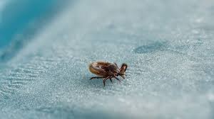 Die Zecken Gefahr Ist Diesen Sommer Besonders Gross Zecken Zeckenbiss Zecke
