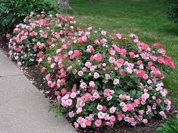 Sunrise Sunset Shrub Rose From Easy Elegance Rose Collection Everblooming Dense And Spreadi Garden Shrubs Landscaping With Roses Container Gardening Flowers