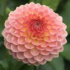 Unicorn Blooms 2018 Dahlia Order In 2020 Dahlia Bloom Flowers