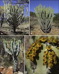 Image result for Euphorbia guerichiana