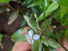 Image result for Sauvagesia