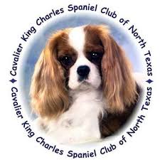 Cavalier king charles spaniel puppies mirriamduke695. Cavalier King Charles Spaniel Club Of North Texas Home Facebook