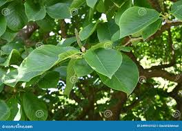 Image result for Brucea