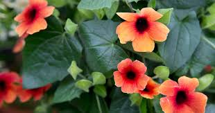Image result for Thunbergia vogeliana