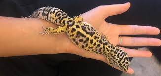 They always want to climb on things even when their little feet won't allow them. How To Pick Up A Leopard Gecko Leopard Gecko Care