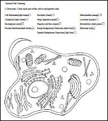 Animal cells are mostly round and irregular in shape while plant cells have fixed, rectangular shapes. 39 Animal Cell Coloring Worksheet Answer Key Png Total Update