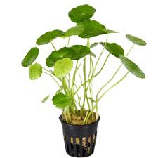 Image result for Hydrocotyle verticillata