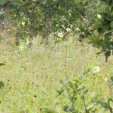 Image result for Hibiscus mastersianus