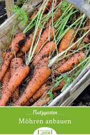 Mohren Anbauen Die 5 Besten Tipps Garten Gartentipps Garten Pflanzen