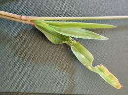 Image result for Eriochloa fatmensis
