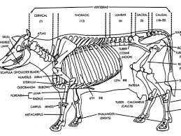 cow skeletal diagram wiring diagrams