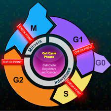 Floating around in the cytoplasm are small structures called organelles. The Eukaryotic Cell Cycle And Cancer