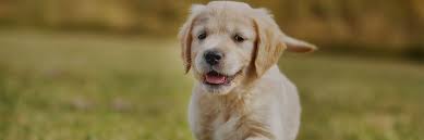 The adorable puppies represented on our website are strictly golden retriever breeders — meaning we know this breed uniquely, because that's all we do! Golden Retriever Puppies For Sale Nyc Breeders
