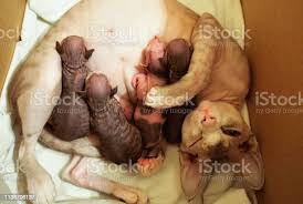 Newborn Kittens Sphynx Little Bald Cats Sleep And Drink Milk Cat Family Noise Soft Focus Stock Photo Download Image Now Istock