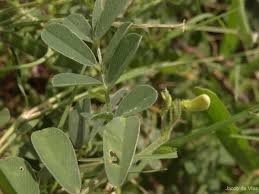 Image result for Tephrosia pumila