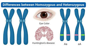 Image result for Homozeugos