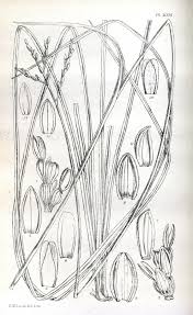 Image result for Phacelurus huillensis