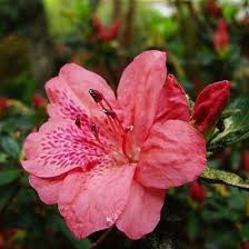 8 Reasons To Love Azaleas Azalea Flower Flowers Japanese Flowers