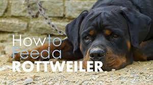 Best 5 Dog Food For Rottweilers The Best Options 2019