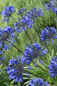 Buy Little Blue Fountain Agapanthus Plants Free Shipping 2 5 Quart Pot Size For Sale Online From Wilson Bros Gardens