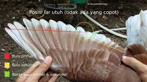 Gambar burung dara yang bagus. Lar Merpati Apa Pengertianya Dan Cara Menghitungnya Dunia Hobi