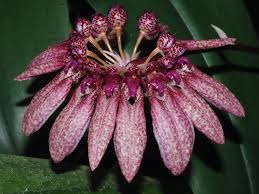 Image result for Bulbophyllum comatum