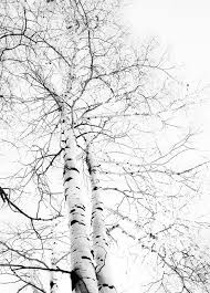 Black And White Birch Tree Wall Art 2785 By Peter Holme Iii 500px White Birch Trees Tree Photography Nature Photography