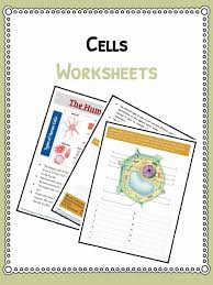 A distinguishing characteristic or quality (example: Cell Facts Information Worksheet Animals Human Plants