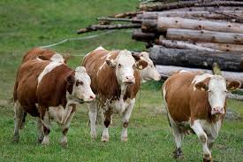 Was sie darüber wissen sollten, erklären wir ihnen in kühe geben eigentlich nicht immer milch. 7 Grunde Warum Wir Keine Milch Von Tieren Trinken Sollten