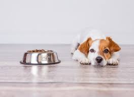 Dog Not Eating Here S Why And What To Do Petmd