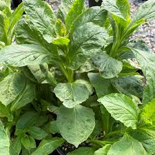 Image result for Lobelia dissecta