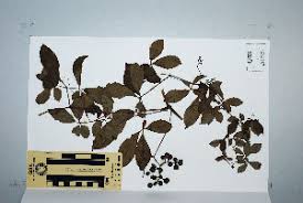 Image result for Ampelocissus obtusata