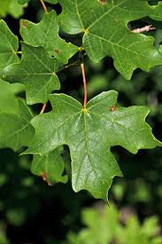 Image result for bigtooth maple