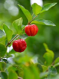 The acerola cherry develops on a shrub that can grow really quickly, being able to reach even 15 ft in height. Acerola Cherry Tree Malpighia Glabra Urban Tropicals