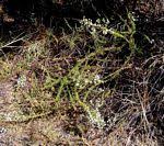 Image result for Jamesbrittenia burkeana